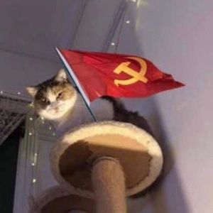 Meet your Posher, Allan